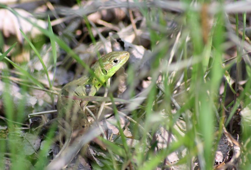 lacerta viridis? (Lacerta bilineata)